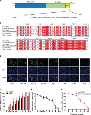 Surface Display of Peptides Corresponding to the Heptad Repeat 2 Domain of the Feline Enteric Coronavirus Spike Protein on Bacillus subtilis Spores Elicits Protective Immune Responses Against Homologous Infection in a Feline Aminopeptidase-N-Transduced Mouse Model